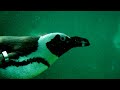 Pinguine unter Wasser | Zoo Vienna | Penguin under Water