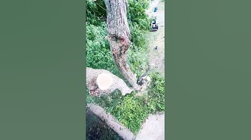 Dangerous tree? No problem! Watch the pros in action #treecutting #howto #mustsee #beforeandafter