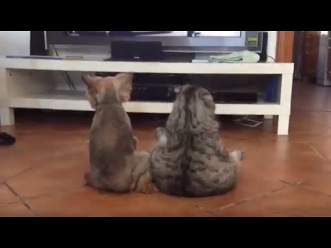 テレビを見る犬とねこ  