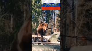 Наш верный и надёжный друг в боевой готовности. 🐻♥️🐻♥️🐻♥️🐻