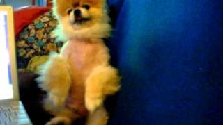 CUTEST TEACUP POMERANIAN! The Dutch Munchkin Does His Dancing Trick For The Camera (2010) CUTEST TEACUP POMERANIAN! The Dutch Munchkin Does His Dancing Trick For The Camera (2010)