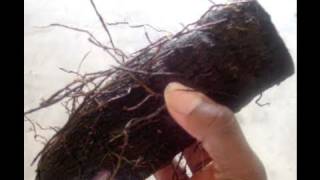The Truth About Yams