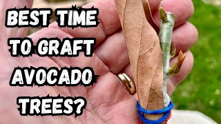 When Is the Best Time To Graft Avocado Trees?