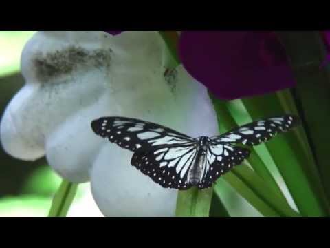 Video: Das Schmetterlingshaus im Faust Park in St. Louis