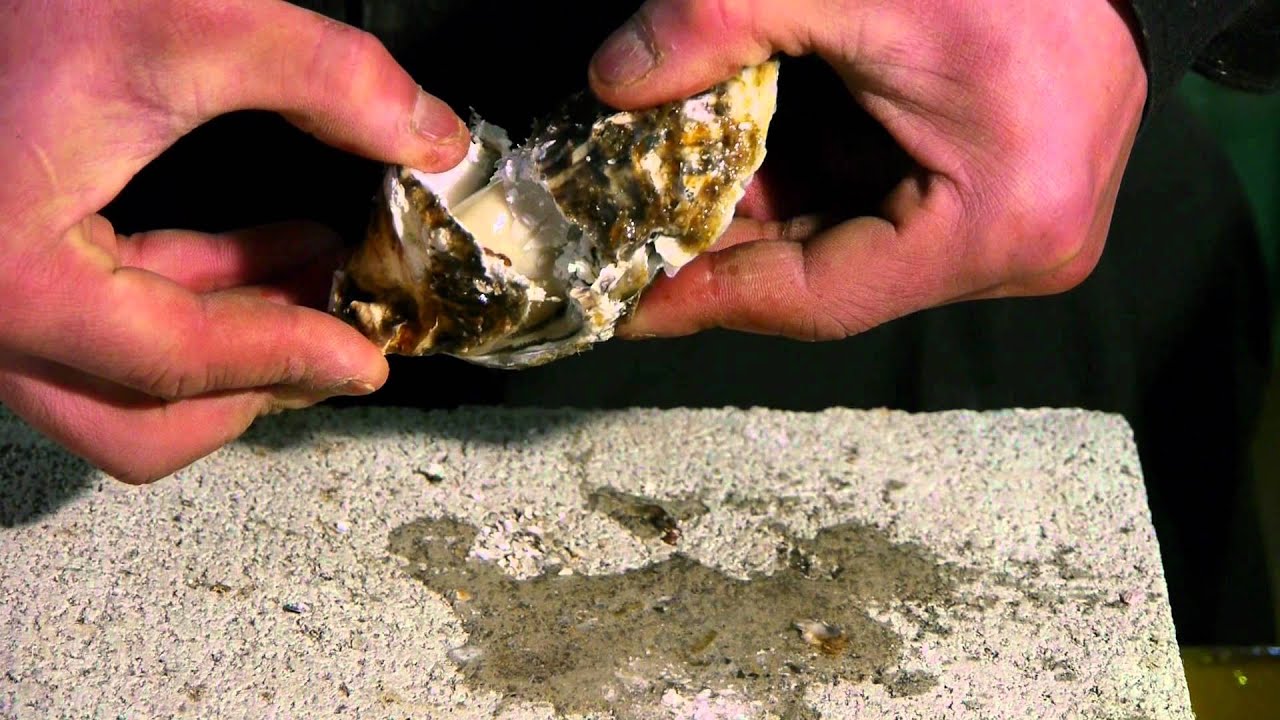 牡蠣によるつりえさの作り方 Youtube