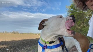 Foster families responding in droves to help Yolo County Animal Shelter pets