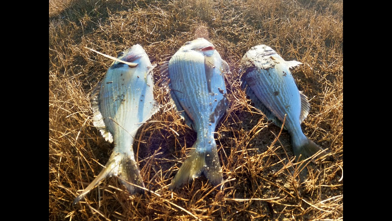 🎣Lrf Μαζι Με Tolisfishing...Σαν Να Μην Πέρασε Μια Μέρα.