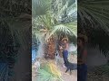 Trimming a Palm Tree in Downtown Las Vegas *CoCojenkins