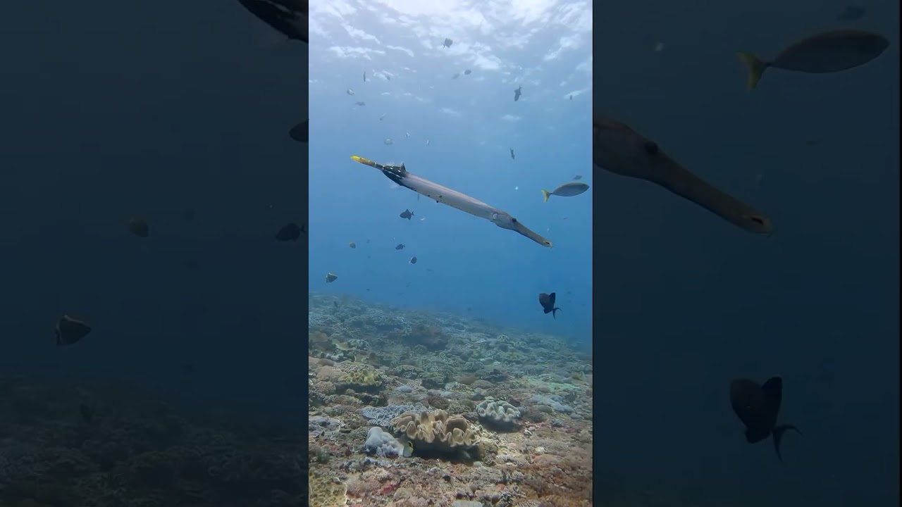 « Behold the trumpet fish Aulostomus maculatus gracefully gliding 
