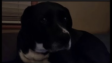 [Dopefish] Dopefish Watches 