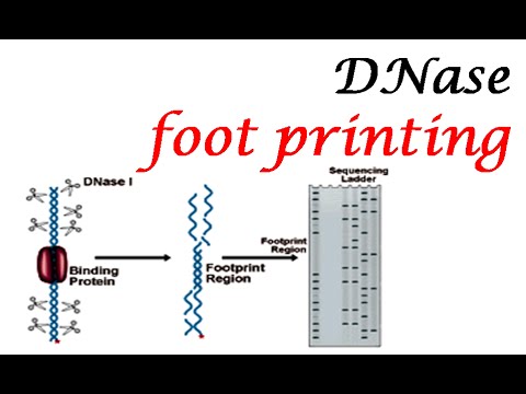 Video: Verschil Tussen DNA En DNAse