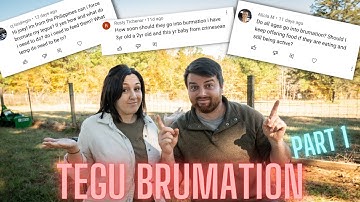 Tegu Brumation Guide!  Your Questions Answered! Part 1