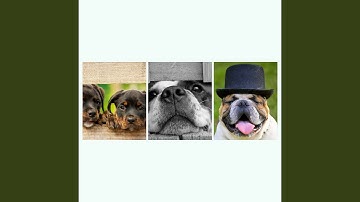 Pulsating Chillout Smooth Jazz - Vibe for Sleepy Puppies