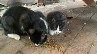 Cute Mother Cat and Beautiful Kittens. I gave them food. 😍