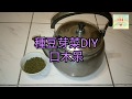 種豆芽菜DIY，在家種菜吧！[040]口木呆-呆呆過生活