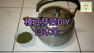 種豆芽菜DIY，在家種菜吧！[040]口木呆-呆呆過生活