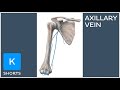 Axillary vein in less than 1 minute - Kenhub #shorts