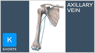 Axillary vein in less than 1 minute - Kenhub #shorts