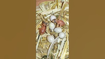 Small baby java finch #shorts #shortvideo #birds #birdslover #java