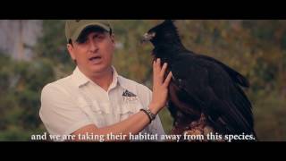 Sports Performance Saving The Black-and-chestnut Eagle