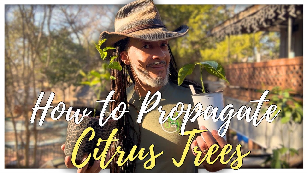 Stop Buying Citrus Trees: Propagate Exact Clones from Cuttings | Asexual Propagation Explained