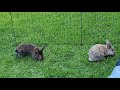 My rabbits love summer