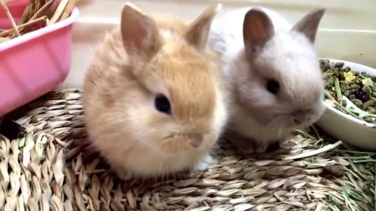 うさぎの赤ちゃんネザーランドドワーフ 岡山 うさぎまとめ うさぎの赤ちゃんネザーランドドワーフ 岡山 うさぎまとめ