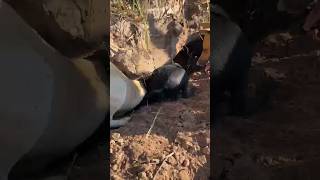 wildlife junglehunter funnyanimals animals primitiveplus