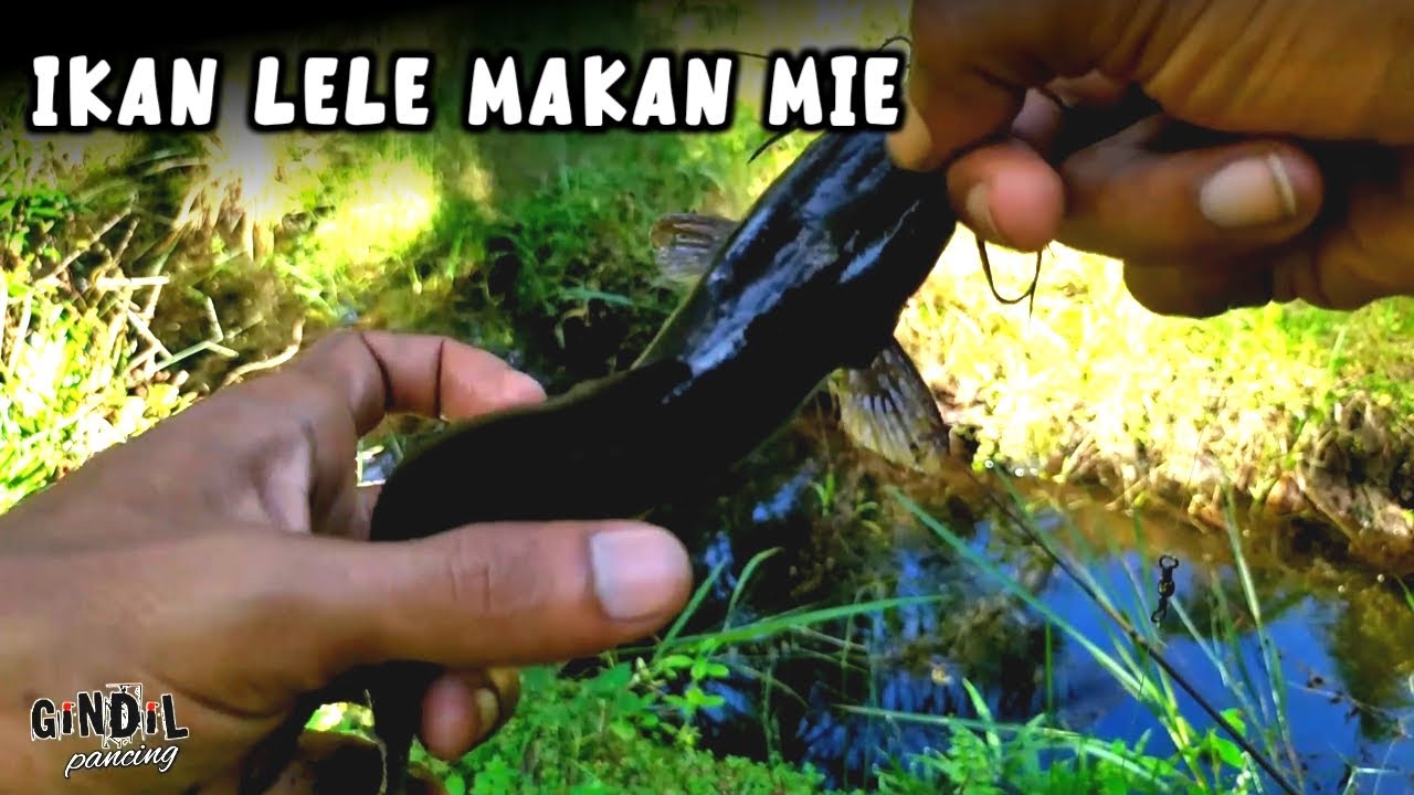 Mancing Ikan Wader Pakai umpan Mie dapat jackpot Ikan Lele 