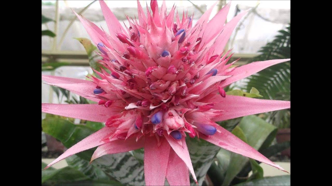 O homem depende do seu pensamento  -   Meishu Sama