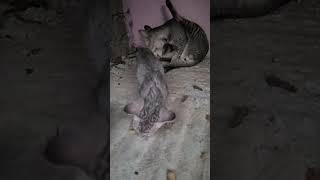 Dhoni017 Telugushortvideo100