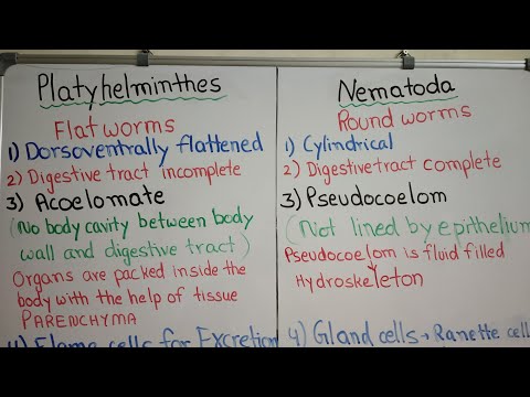 Differences between Platyhelminthes and Nematodes