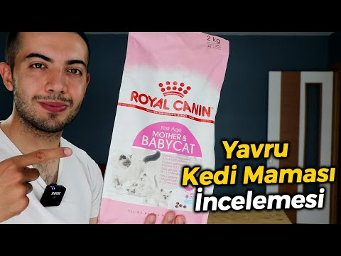 Video: Kediler Ve Yavru Kediler, Kısırlaştırılmış Hayvanlar Için 