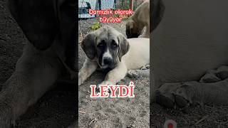 Leydi Damızlık Olarak Büyüyor