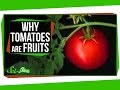 Why Tomatoes Are Fruits, and Strawberries Aren't Berries