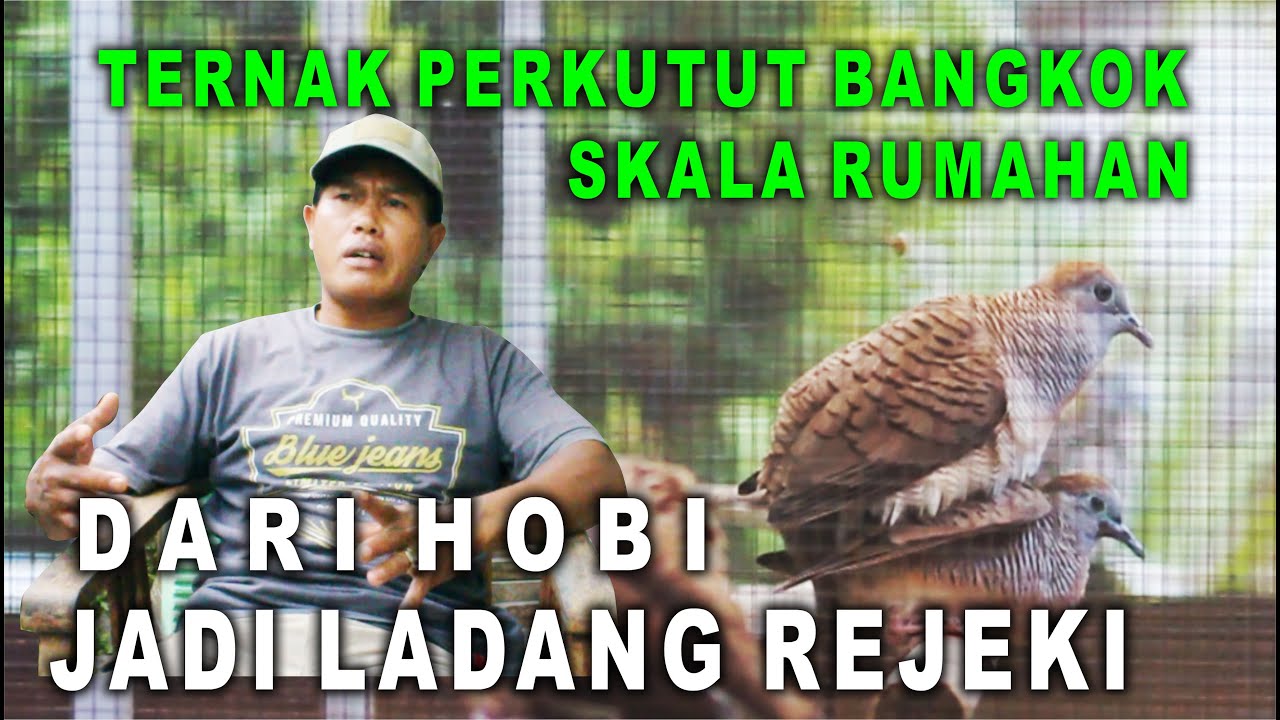 Ternak Perkutut Bangkok ( Dari Hobi Jadi Ladang Rejeki ) 