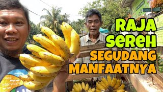 KHASIAT PISANG RAJA SEREH, BELUM BANYAK TAU