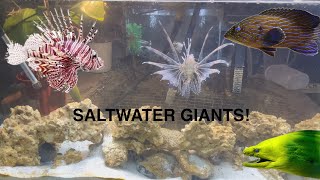 Buying a Moray eel, Lionfish, and Grouper!!