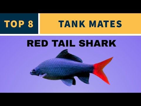 Video: Äter rödsvanshajar annan fisk?