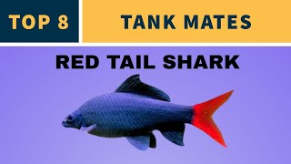 Famous TANK MATES FOR RED TAIL SHARK Net Worth