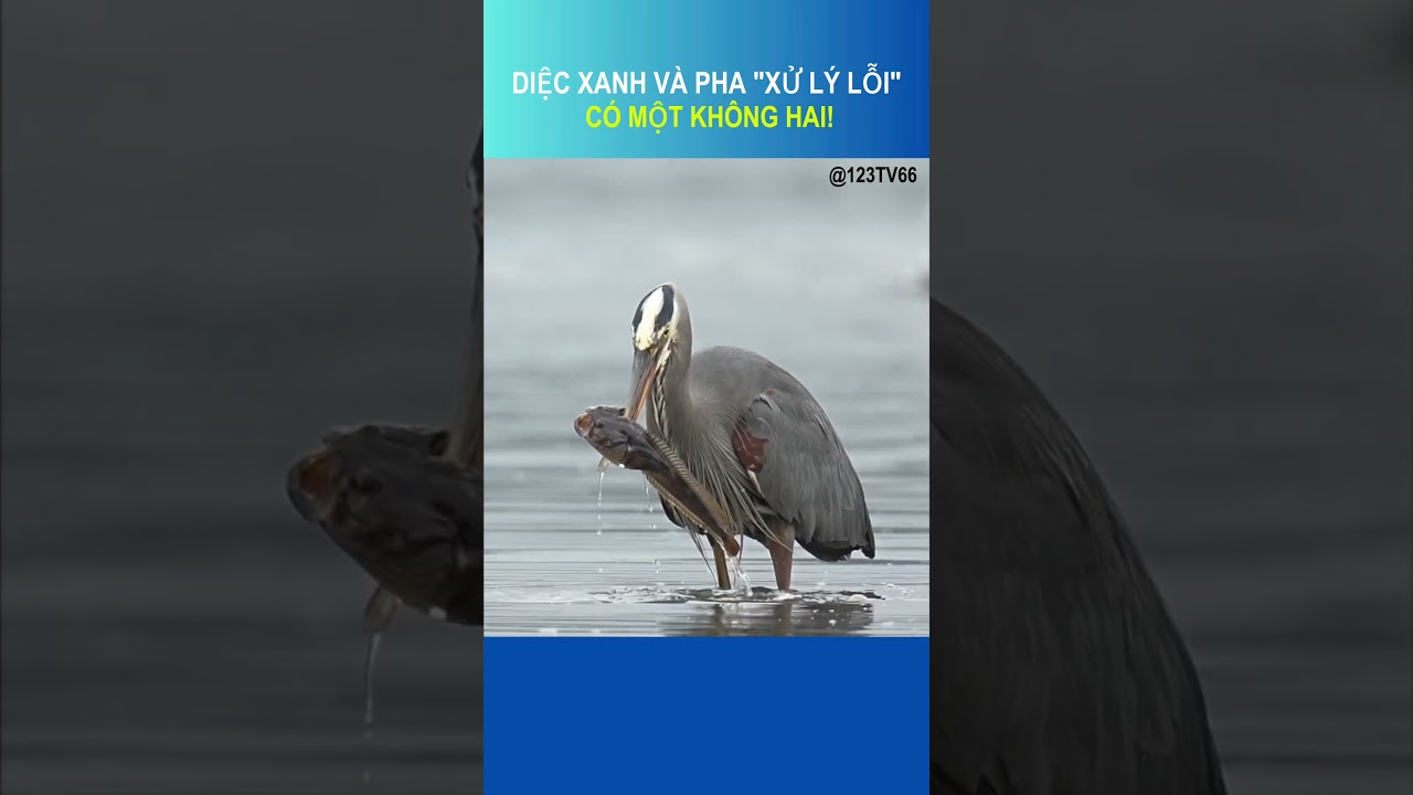 Diệc xanh và cách xử lý con mồi đầy thông minh