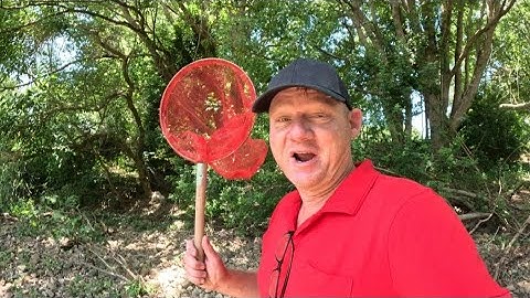 Native and Invasive Fish trapping in Pimpama #fish # fishtrapping #fishing 