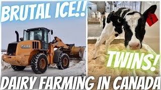 Twin Calves and Ice Covered Silage Piles! 🥶