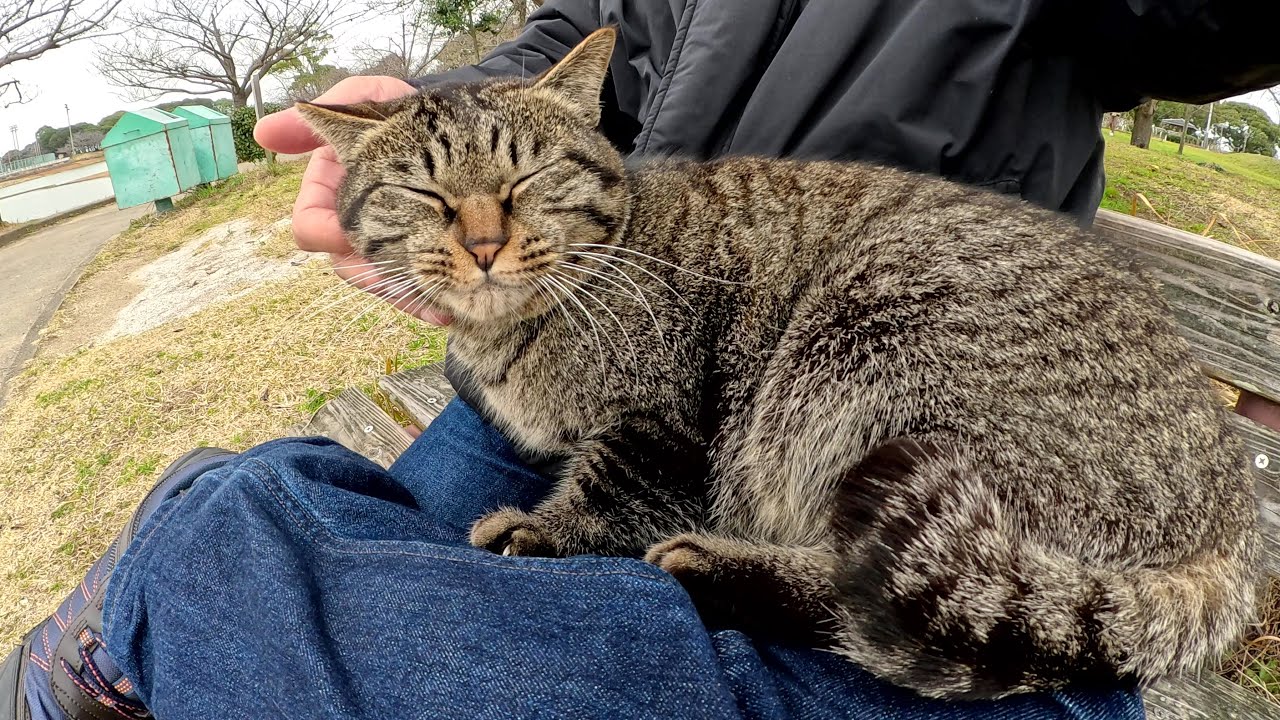 The tabby cat followed the human and climbed into my lap. - YouTube