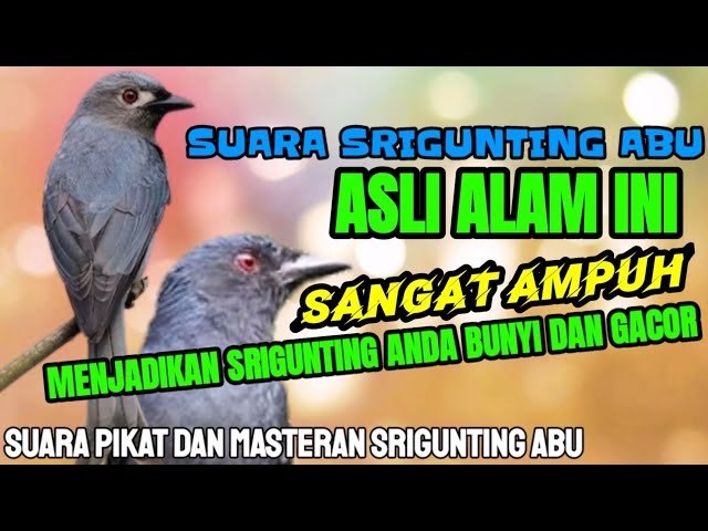 SUARA PANCINGAN BURUNG SRIGUNTING ABU ASLI ALAM class=