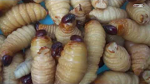 Katah Prank Episode 18: Ei! 'Akorkono' Palm Weevil Larvae turn$ Small Scale Minner
