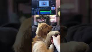 🐶 Red Golden Retriever 8 Week Old Zoey  #puppy #dog #dogs #puppies #cute #pet #pets #pup