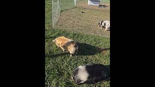 the real wandering wattles #pigs #kunekune #pig #farm