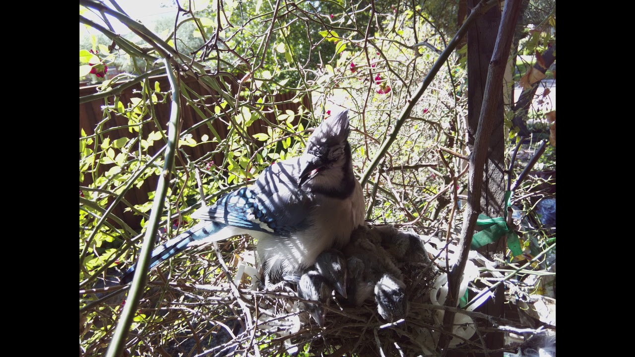 Blue jay nest timelapse - YouTube