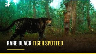 Rare Sighting of a Black Tiger In Odisha